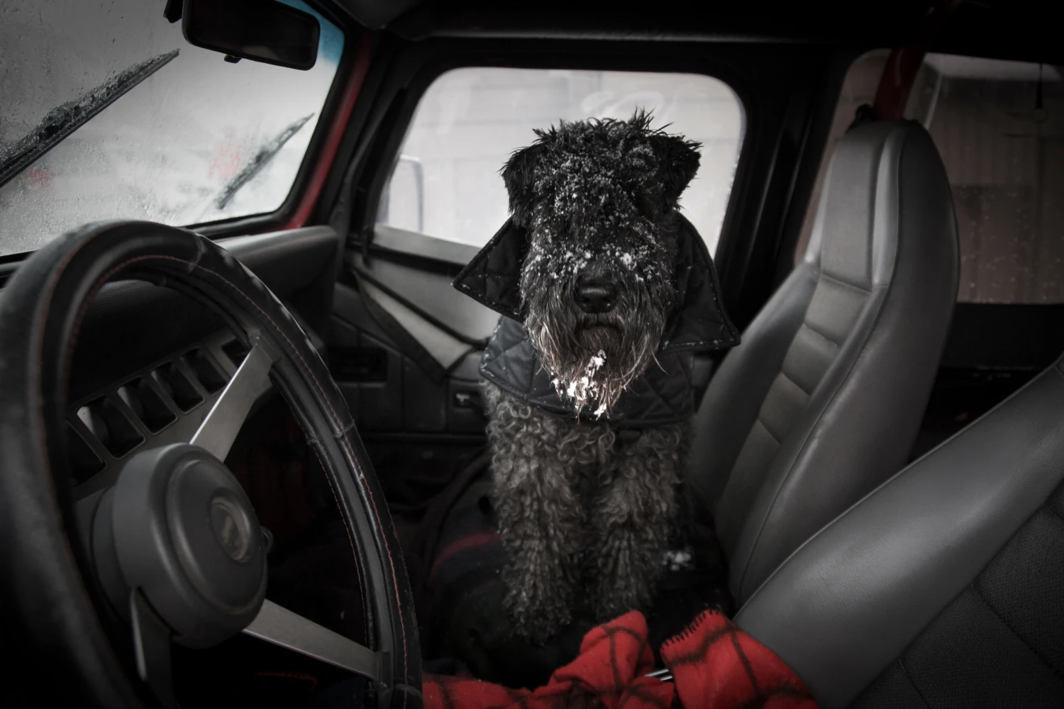 Ford Expedition Dog Car Seat for Kerry Blue Terriers