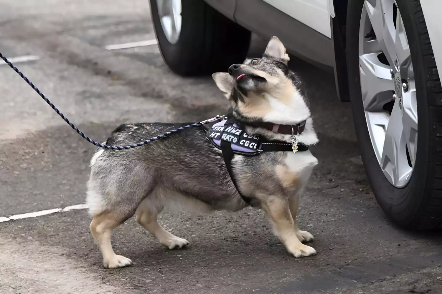 Chevrolet Colorado Dog Carrier Car Seat for Swedish Vallhund